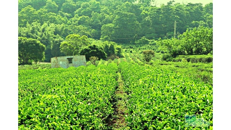 廣西湖南少數民族義工服務之旅