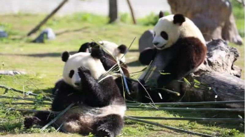 四川少數民族義工服務團
