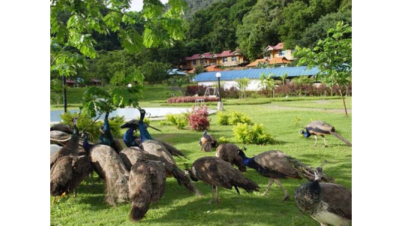 佛國僧民風俗淳 雲南西雙版納、勐臘、寮國古都龍坡邦8天