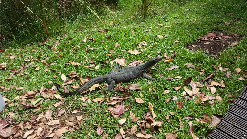 探索新加坡生態保育﹑環境保護之旅