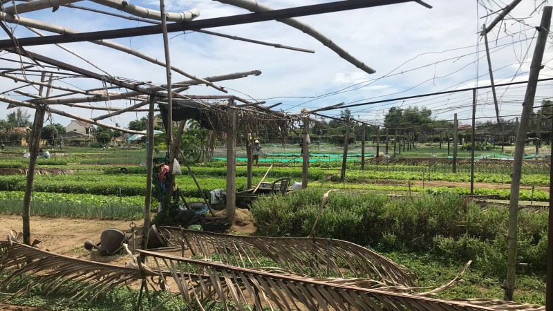 越南峴港歷史文化﹑義工服務及農耕體驗之旅