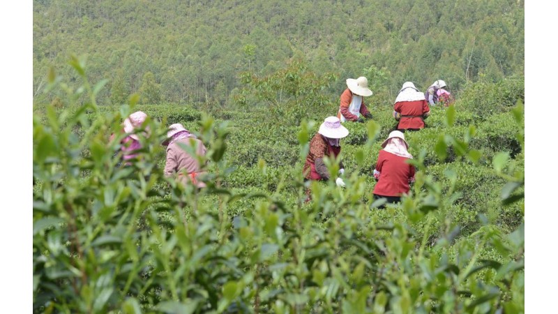 福建廈門傳統文化、土樓建築及古蹟探索之旅